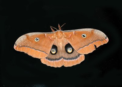 Female Polyphemus Moth