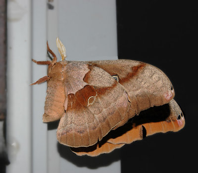 Male Polyphemus Moth