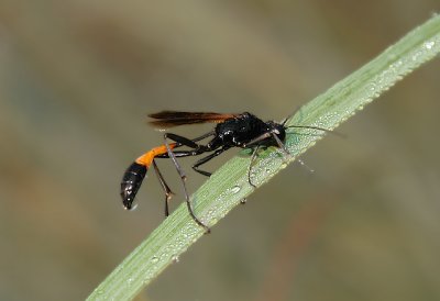 Thread-waisted Wasp