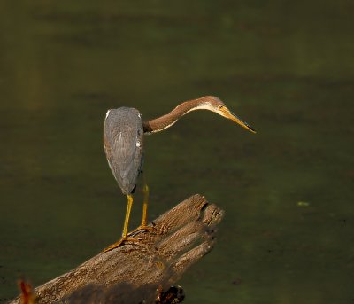 Juvenile