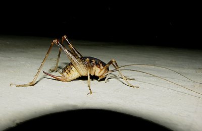 Spotted Camel Cricket