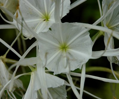 Lily, Northern Spider