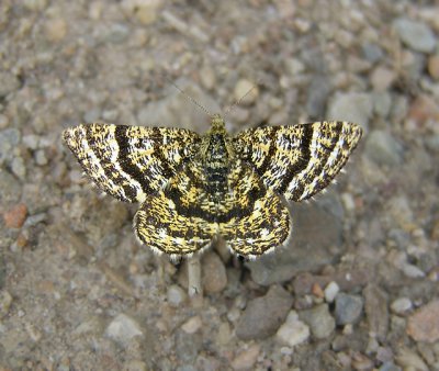 Black-banded Orange Moth (6321 B)