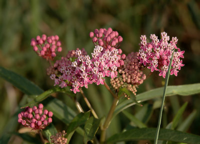 Milkweed, Swamp