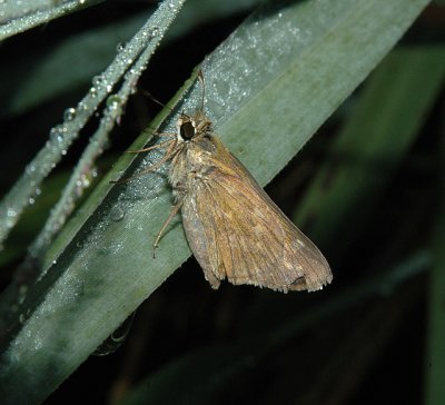 Unidentified Skipper