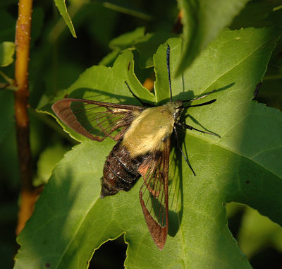 Snowberry Clearwing Moth Female (7855)