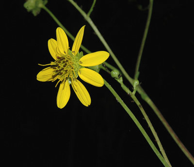 Wingstem (Crownbeard)