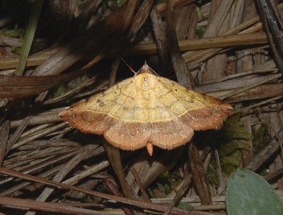 Variable Tropic Moth (8467)