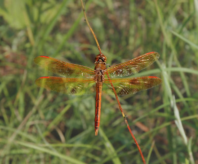 Golden-winged Skimmer (Male)