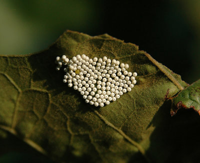 Insect Eggs (Unidentified)