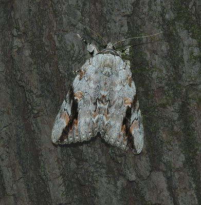 Sad Underwing Moth (8793)