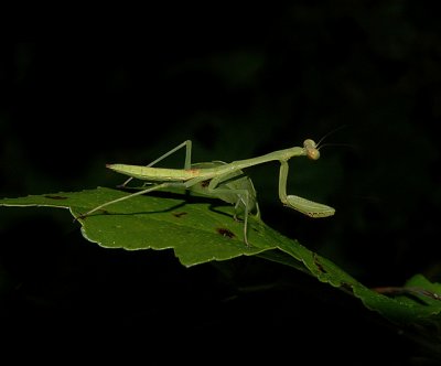 Praying Mantis