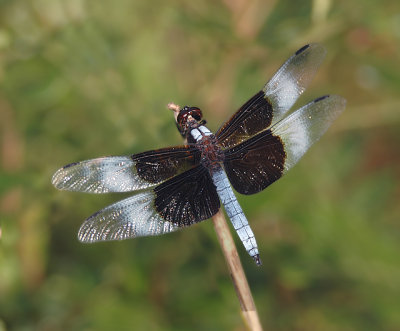 Widow Skimmer