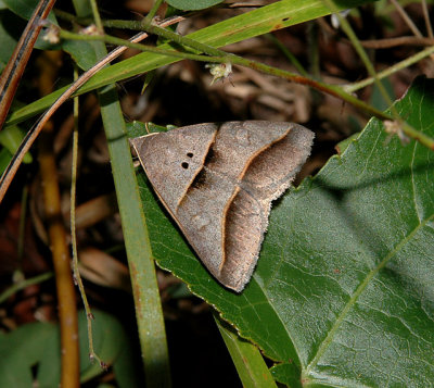 Common Ptichodes Moth (8750)