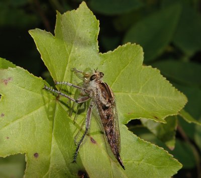 Robber Fly