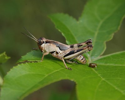 Melanoplus spp. Grasshopper