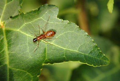 Worker Carpenter Ant