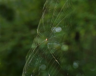 Unidentified Spider Web