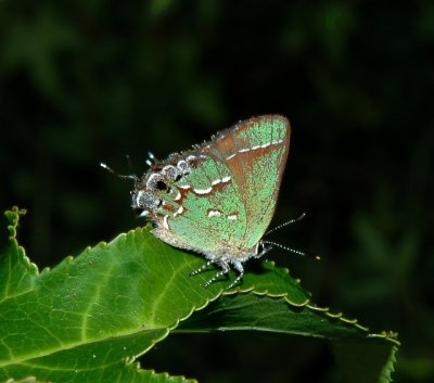 Olive Hairstreak