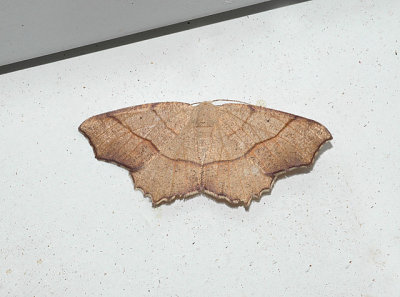 Oak Besma Moth (6885)