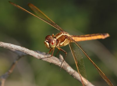 Golden-winged Skimmer (Female)