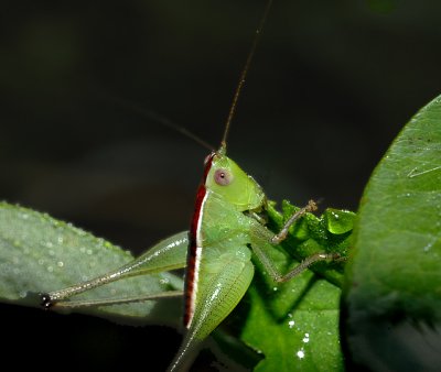 Lesser Meadow Katydid