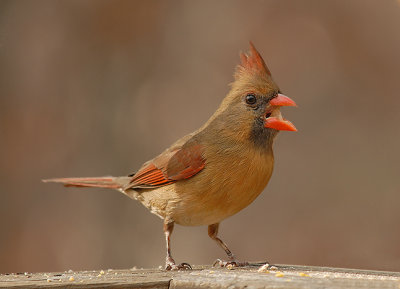 Northern Cardinal