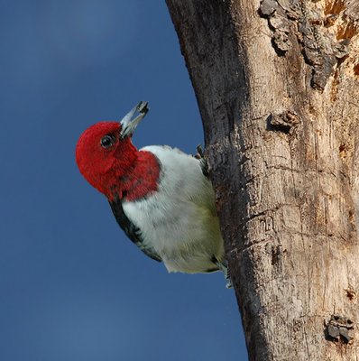Red-bellied Woodpeckers