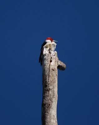 Red-headed Woodpecker