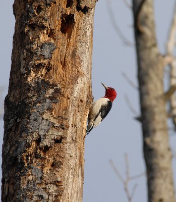 Red-headed Woodpecker