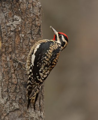 Yellow-bellied Adult Male