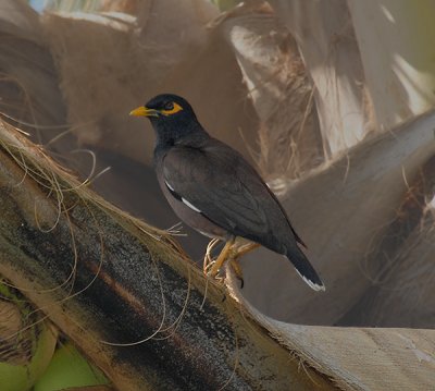 Common Myna