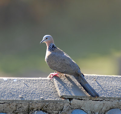 Spotted Dove