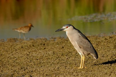 Black-crowned Night Heron