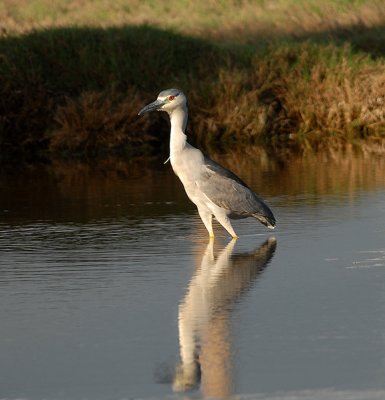 Black-crowned Night Heron