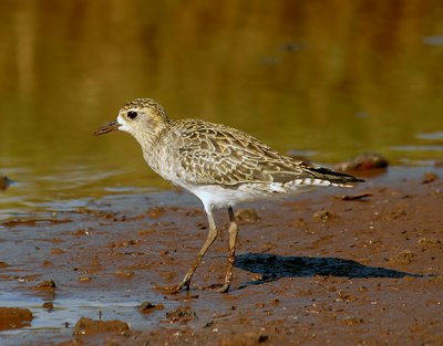 Pacific Golden Plover