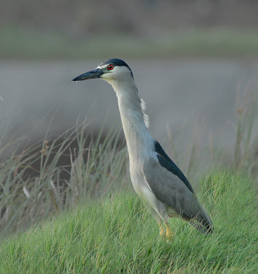 Black-crowned Night Heron