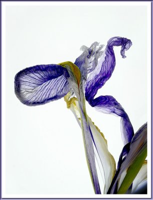 March 07 - Last Year's Iris