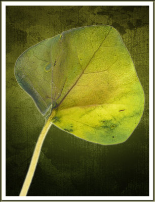 March 16 - Leaf