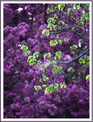 May 20 - Background Blossoms