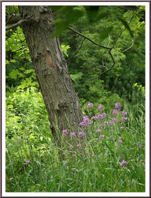 June 11 - Wildflower Garden