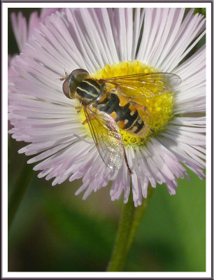 June 13 - Bee-guiling