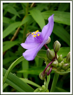 June 19 - Spiderwort and Bee Fly