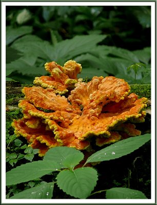 June 20 - Fungus