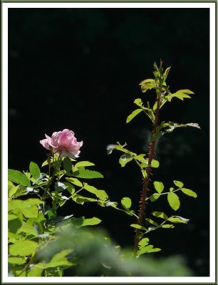 June 28 - Rose