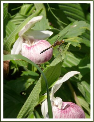 June 29 - Dragonfly and Lady Slipper