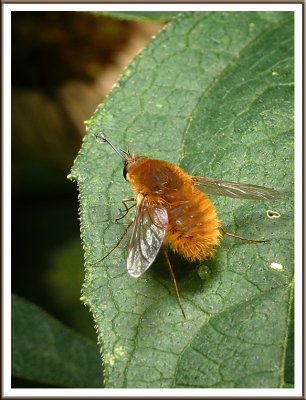 August 05 - Bee Fly