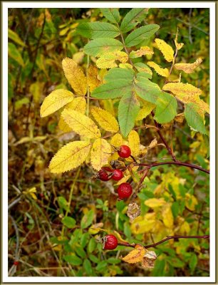 October 10 - Seasonal Colors