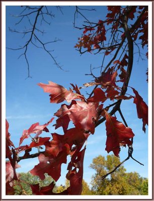 October 11 - Red Oak