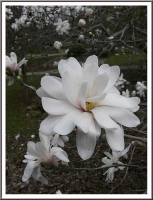 March 23 - Magnolia